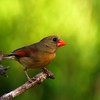 mainerock > Female Cardinal