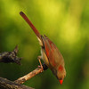 mainerock > Female Cardinal