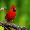 mainerock > Male Cardinal