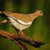 mainerock > White-winged Dove