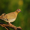 mainerock > White-winged Dove