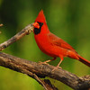 mainerock > Male Cardinal