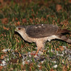 2/27/2008  This hawk took a bird in my yard and then to it to the neighbor's yard to consume it.  If anyone can help to identify this bird I would appreciate it.  It was seen in Fort Worth, TX in February.