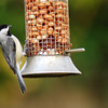 mainerock > Carolina Chickadee