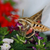 mainerock > White-lined Sphinx