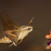 mainerock > White-lined Sphinx