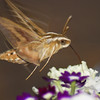 mainerock > White-lined Sphinx