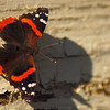mainerock > Red Admiral