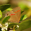 mainerock > Red-banded Hairstreak