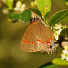 mainerock > Red-banded Hairstreak
