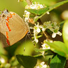 mainerock > Red-banded Hairstreak