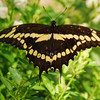 mainerock > Giant Swallowtail