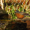 mainerock > American Robin