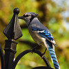 mainerock > Blue Jay