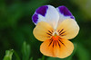 mainerock > Botanic Gardens photo