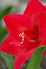 mainerock > Botanic Gardens photo