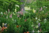 mainerock > Botanic Gardens photo