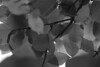 mainerock > Botanic Gardens photo