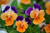 mainerock > Botanic Gardens photo