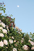 mainerock > Botanic Gardens photo