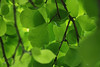 mainerock > Botanic Gardens photo