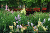 mainerock > Botanic Gardens photo