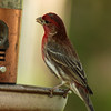 mainerock > Yard Birds photo
