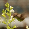 mainerock > Yard Birds photo