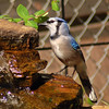 mainerock > Yard Birds photo