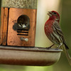 mainerock > Yard Birds photo