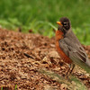 mainerock > Yard Birds photo