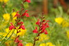 mainerock > Flowers and Butterflies photo