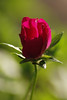 mainerock > Flowers and Butterflies photo