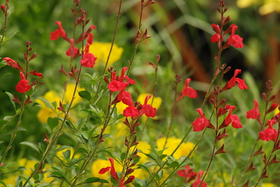 Flowers and Butterflies photo