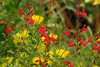 mainerock > Flowers and Butterflies photo