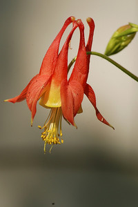  > Columbine