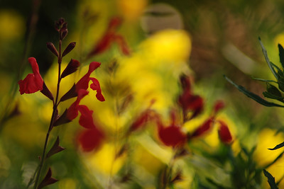 Flowers and Butterflies photo