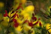 mainerock > Flowers and Butterflies photo