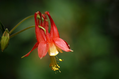  > Columbine