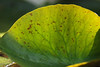 mainerock > Flowers and Butterflies photo