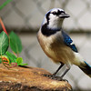 mainerock > Yard Birds photo