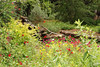 mainerock > Butterfly garden May 2008