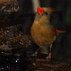mainerock > Yard Birds photo