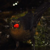 mainerock > Yard Birds photo