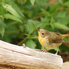 mainerock > Yard Birds photo