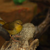 mainerock > Yard Birds photo