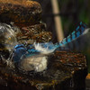 mainerock > Yard Birds photo