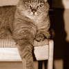 mainerock > Toby and Sadalia Jane photo