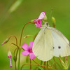mainerock > Cabbage White