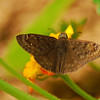 mainerock > Horace's Duskywing